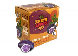 Earth Apples Seed Potatoes - Purple Magic